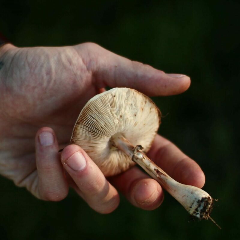 Shrooms | Shroom Dudes Canada