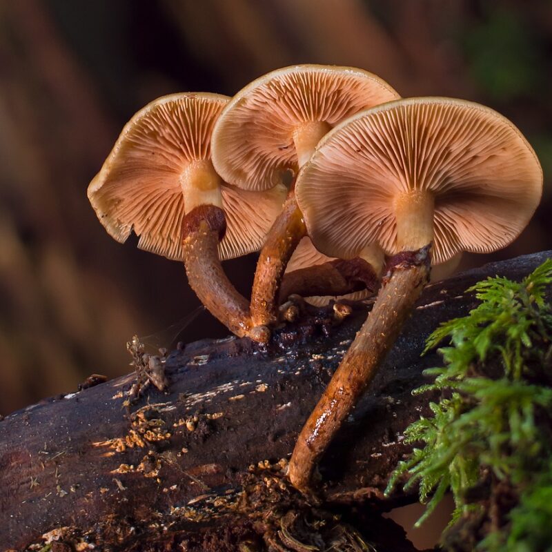 alacabenzi strain | Shroom Dudes Canada