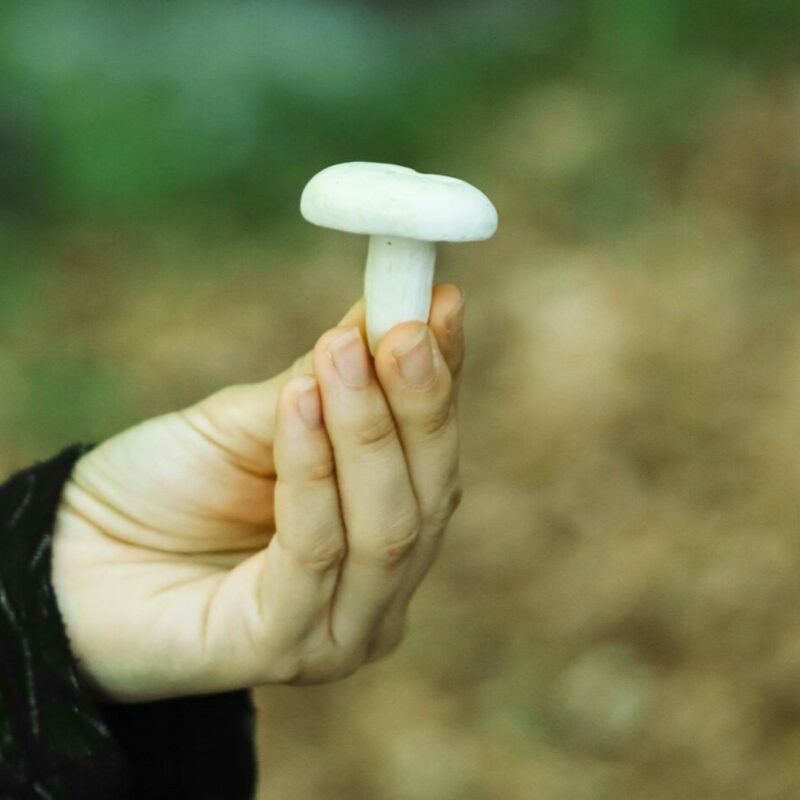 shrooms online in Canada | Shroom Dudes Canada
