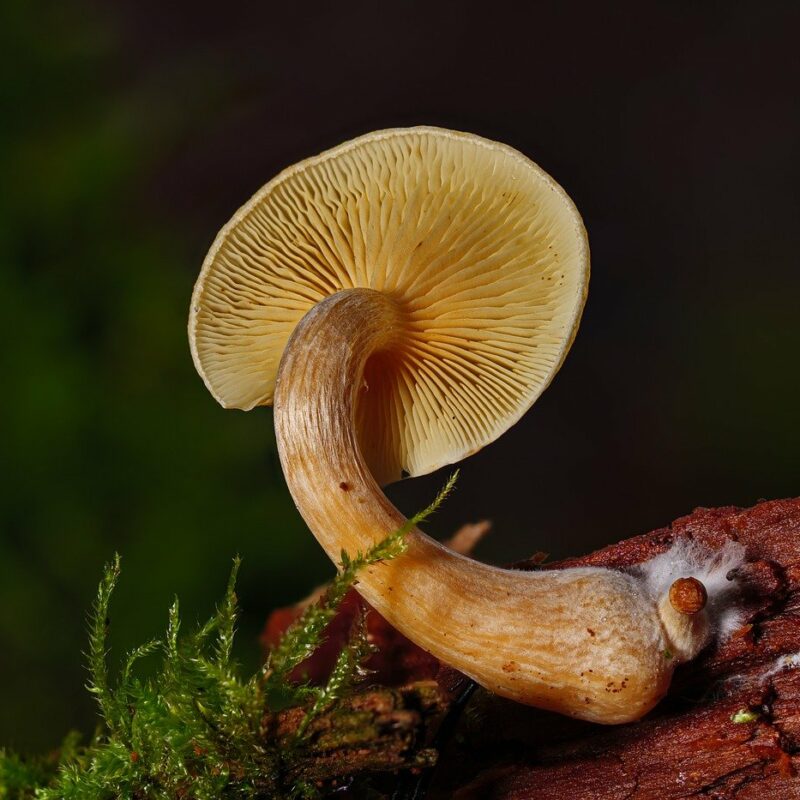 Alacabenzi Strain | Shroom Dudes Canada