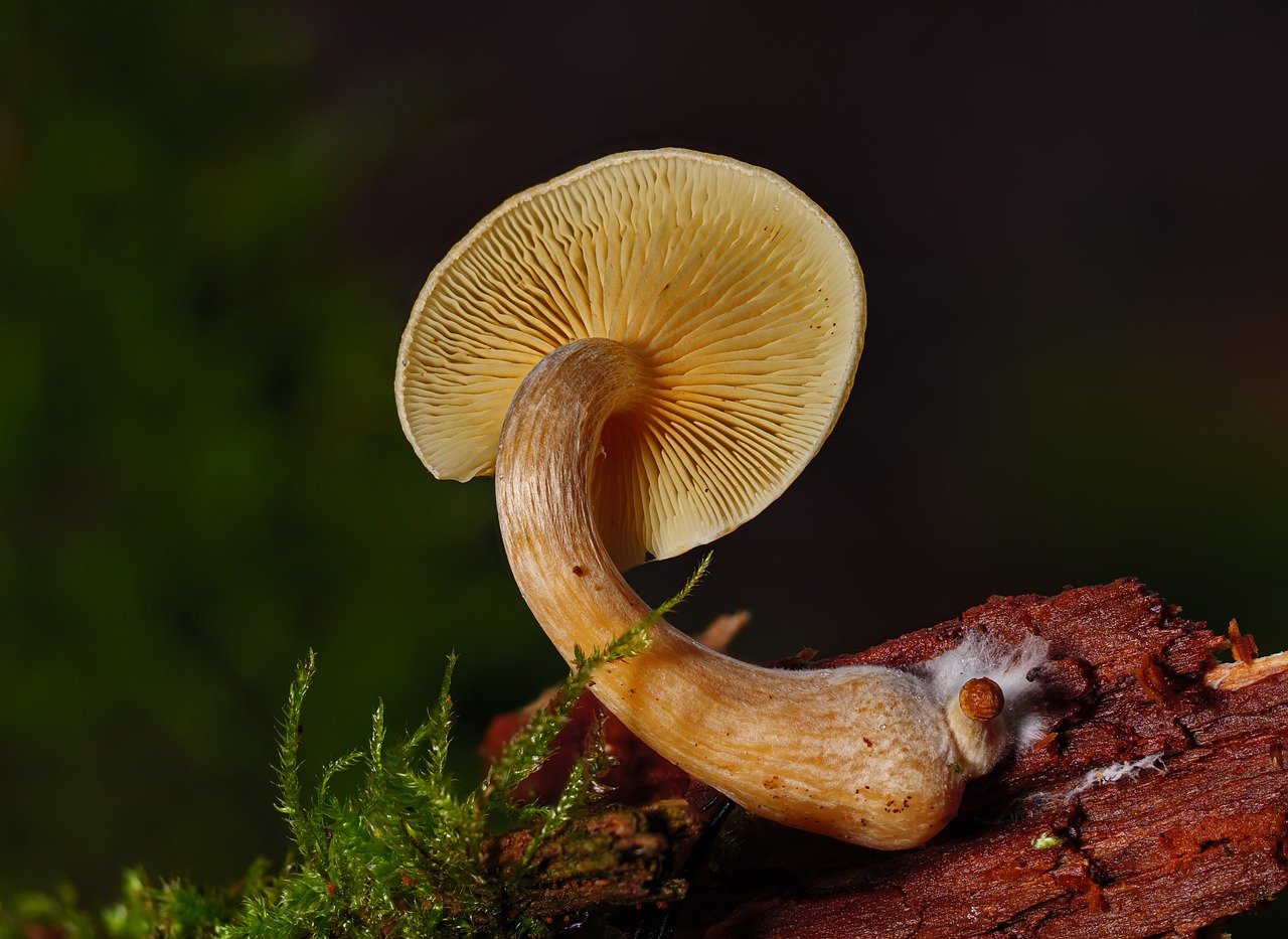 Understanding the Alacabenzi Strain – Essential Information for Users Before the Initial Dose