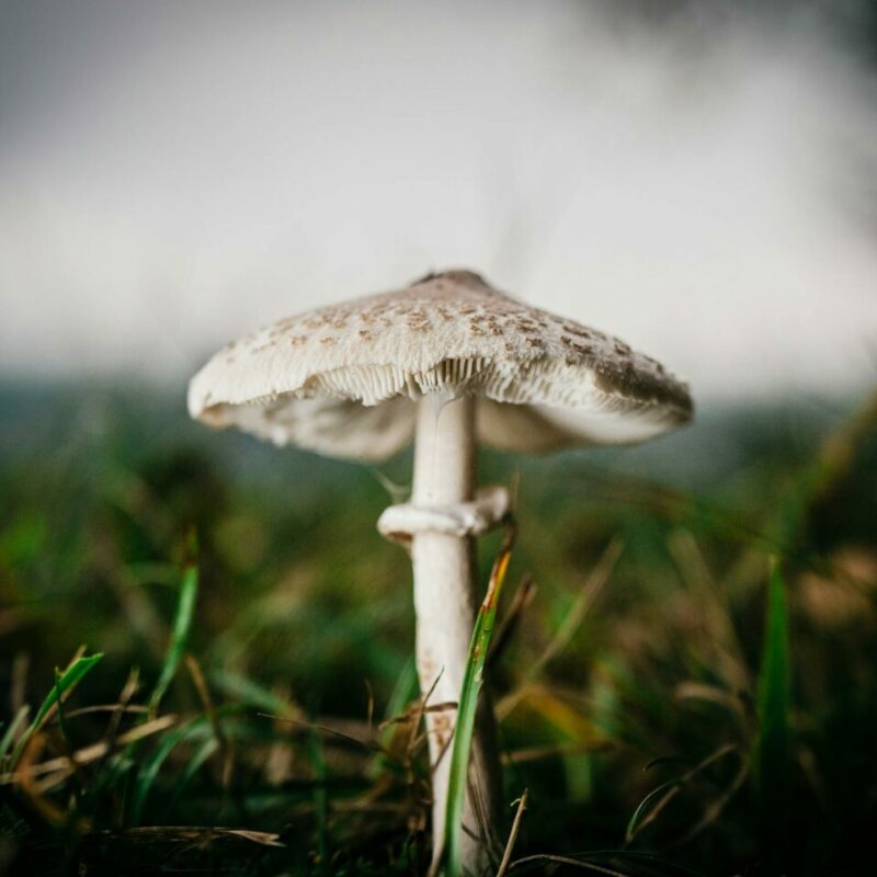 White Monster | Shroom Dudes Canada