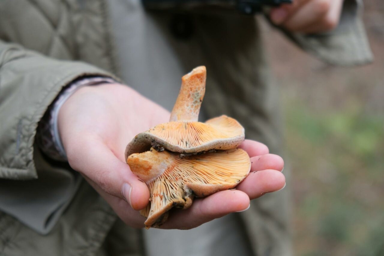 The Reasons Apex Strain Mushrooms Will Always Be Part of My Self-Care Regime