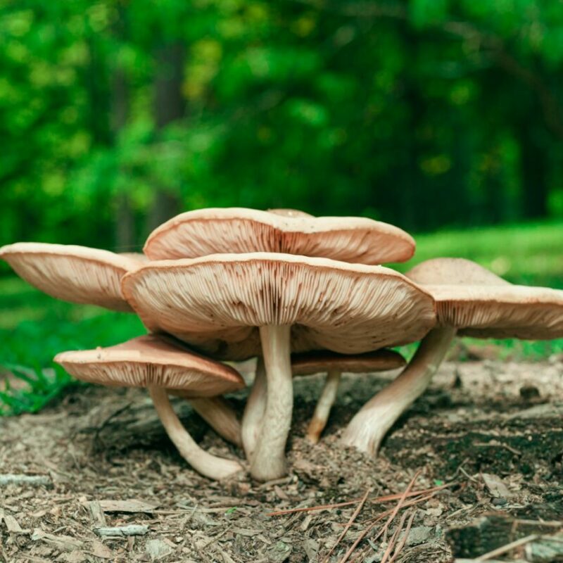 Big Daddy Mushroom | Shroom Dudes Canada