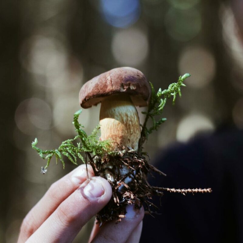 Buy Shrooms | Shroom Dudes Canada