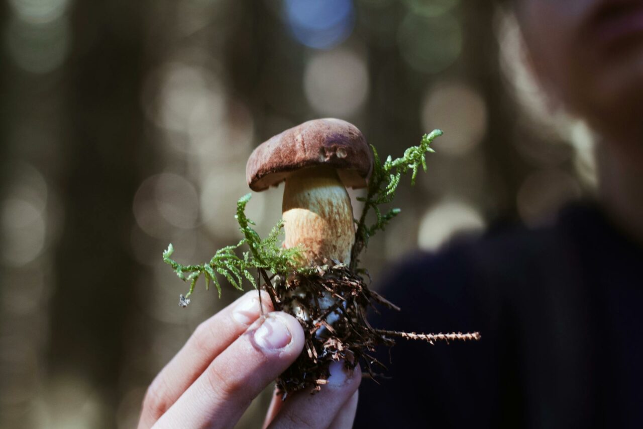 Purchase Magic Mushrooms Online? A Pensioner Regrets Not Using Psilocybin 45 Years Earlier