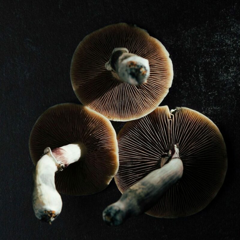Magic Mushroom Canada | Shroom Dudes Canada