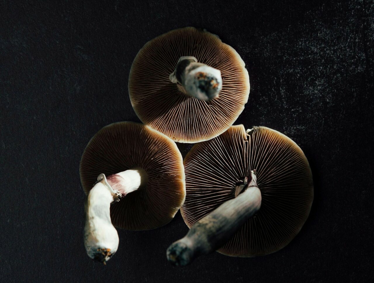 Canada’s Magic Mushroom – Experts Illustrate Why Natural Psilocybin Has a Stronger Impact Than Its Lab-Produced Counterpart