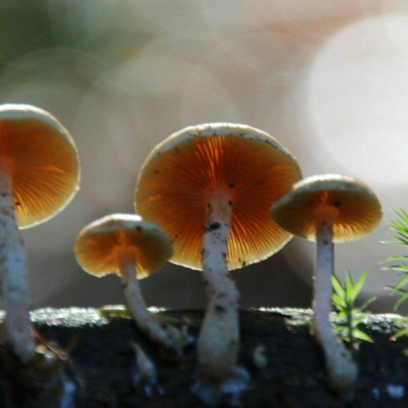 Magic Mushroom Delivery | Shroom Dudes Canada