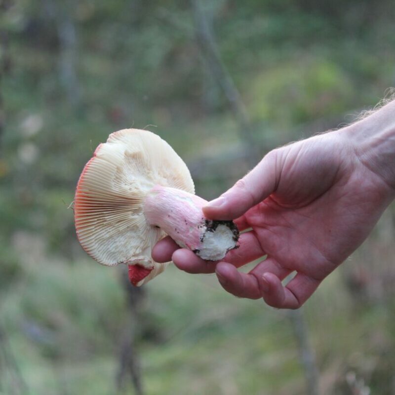 Magic Mushroom Delivery | Shroom Dudes Canada