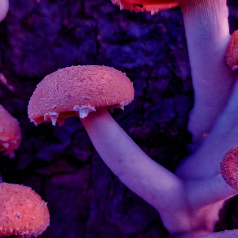 Mushroom Dispensary | Shroom Dudes Canada