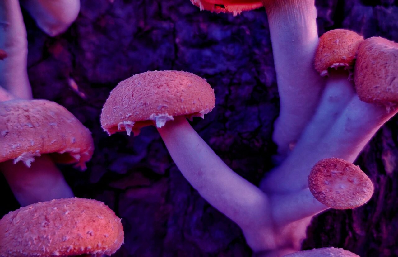 How Psilocybin, Derived From Mushrooms and Available at Dispensaries, Could Transform the Mental State of Individuals Battling the Stigma Associated with HIV