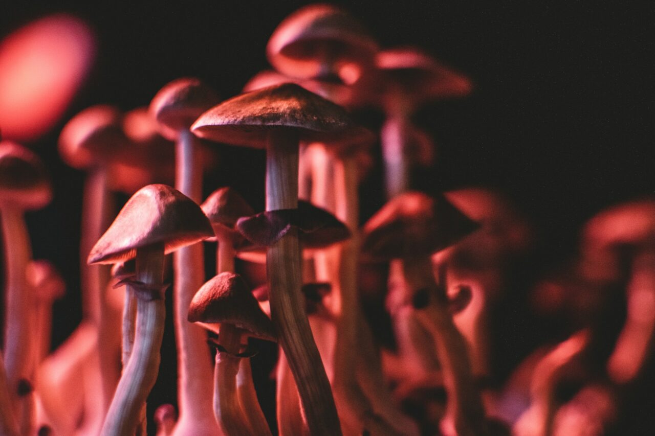 Is it Possible for Psilocybin Mushrooms in Canada to Address Serotonin Levels in Anorexia? Here’s What the Studies Indicate
