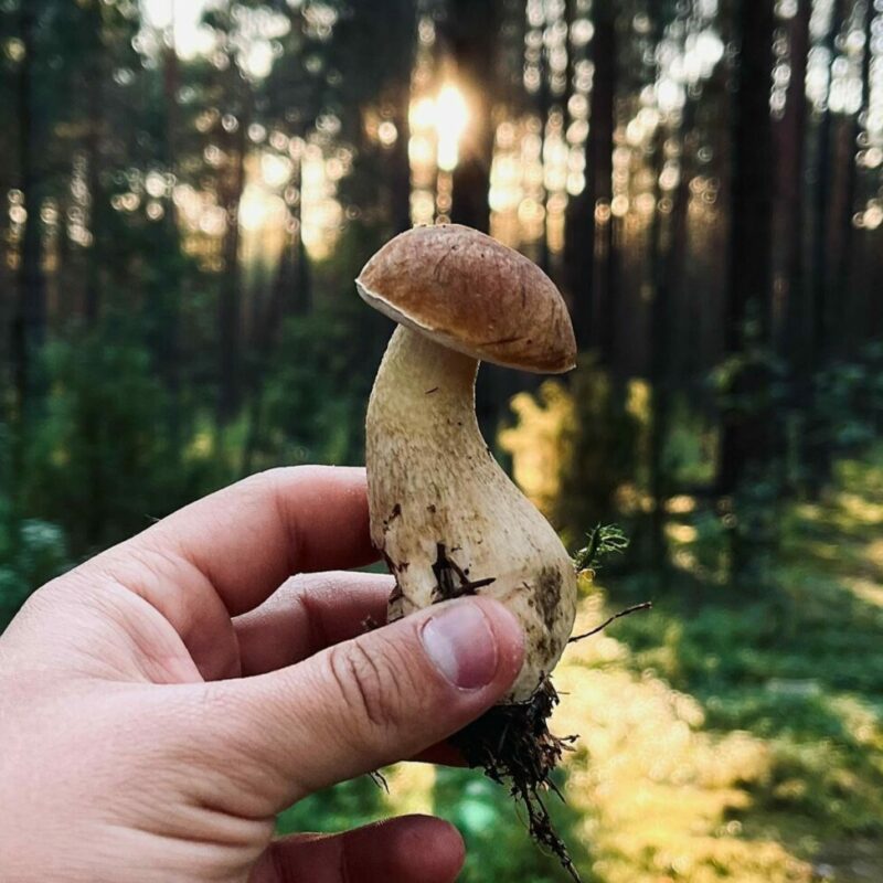 Shrooms Delivery Canada | Shroom Dudes Canada