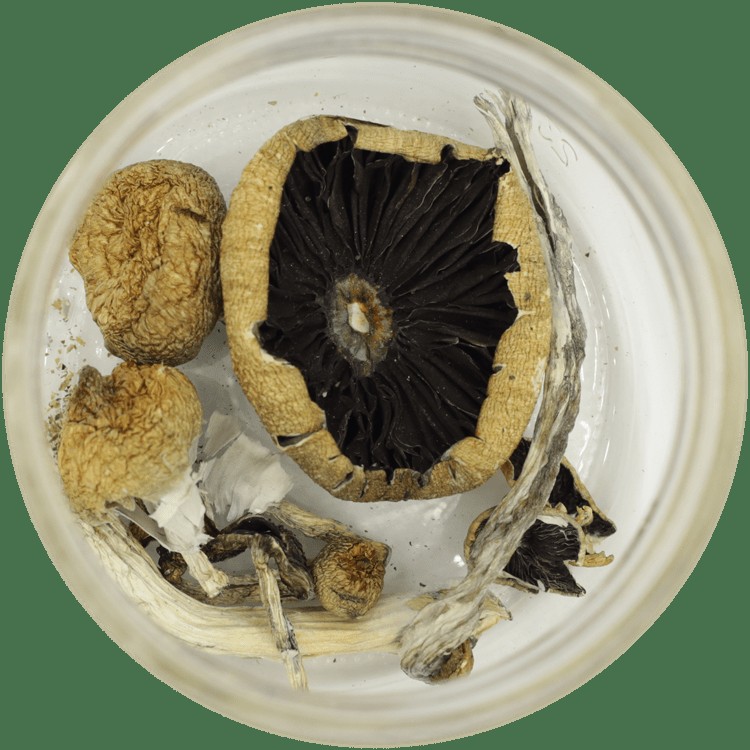  | Shroom Dudes Canada