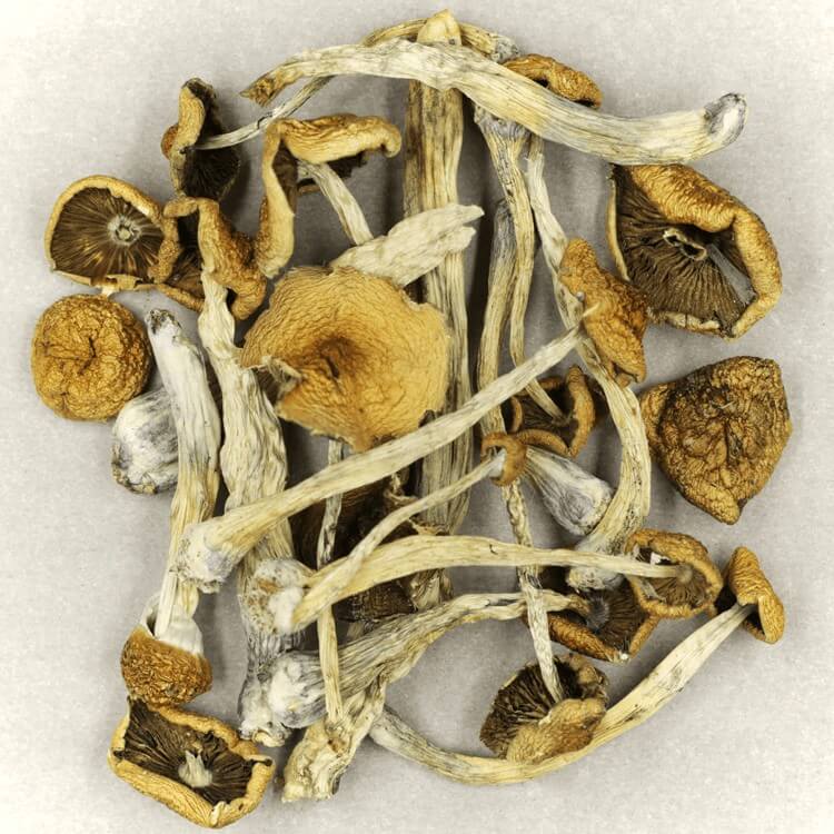  | Shroom Dudes Canada