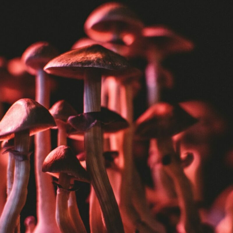  | Shroom Dudes Canada